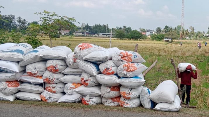 Petani Indramayu Panen Padi, Harga Gabah Tinggi