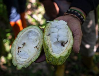 Krisis Kakao, Upaya menciptakan Coklat Ramah Lingkungan