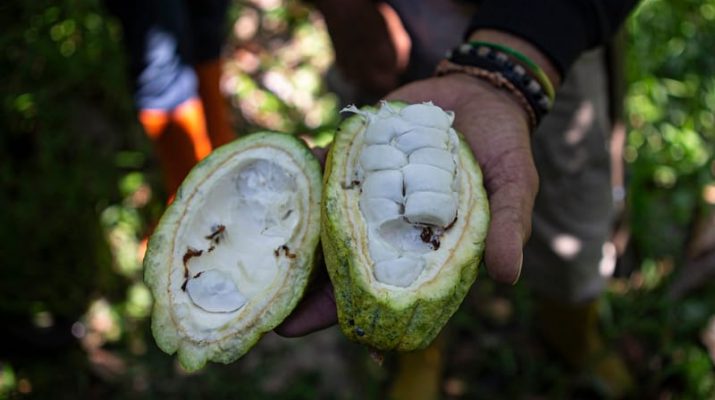 Krisis Kakao, Upaya menciptakan Coklat Ramah Lingkungan