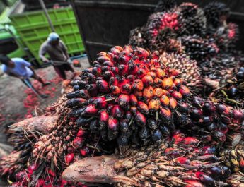 Percepat NZE 2050, Pemerintah Olah Tandan Kosong Kelapa Sawit Jadi Bioetanol