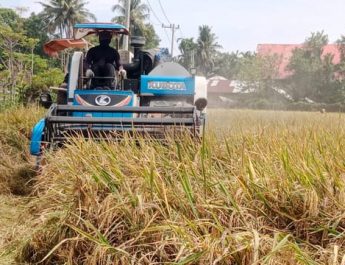 FAO Dukung Upaya Swasembada Beras dan Ketahanan Pangan RI