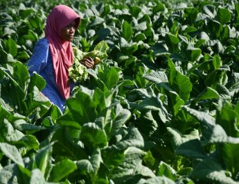 PP 17/2024 perlu Perhatikan Kesejahteraan Petani Tembakau