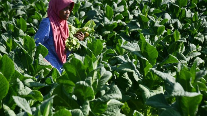 PP 17/2024 perlu Perhatikan Kesejahteraan Petani Tembakau