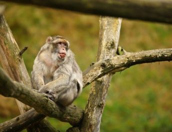 Penelitian Baru Mengungkap Dampak Pencemaran Plastik terhadap Monyet Macaca 