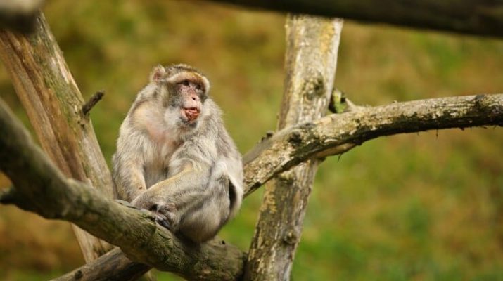 Penelitian Baru Mengungkap Dampak Pencemaran Plastik terhadap Monyet Macaca 