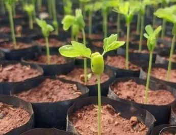 Ribuan Mangrove Ditanam di Pantai Tirang Semarang