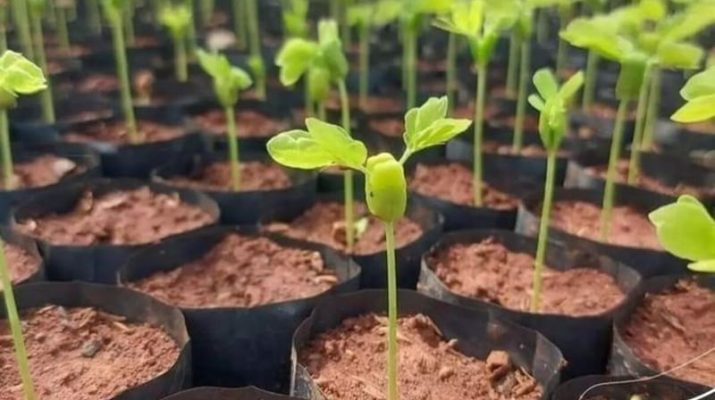 Ribuan Mangrove Ditanam di Pantai Tirang Semarang