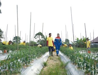 Pertamina Gas Inisiasi Program Permata Borneo untuk Pulihkan Hutan Kalimantan