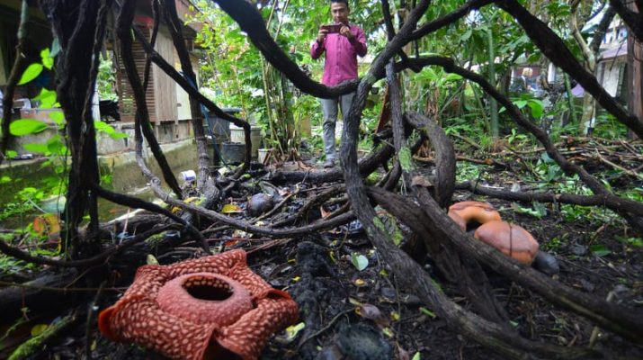 9 Tumbuhan Paling Langka dan Dilindungi