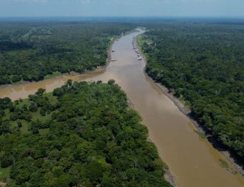 11 Hewan Paling Unik dan Mengerikan di Hutan Amazon