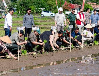 Ciamis Bergiat Laksanakan Gerakan Tanam Padi