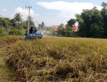 Pemerintahan Baru Ditantang Ubah Arah Politik Pangan Nasional