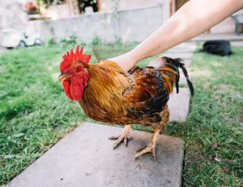 7 Arti Mimpi Dikejar Ayam, Jadi Tanda Keberuntungan