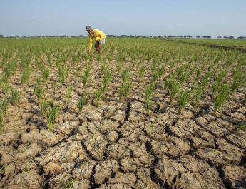 13 Ribu Hektare Lahan Tanaman Padi di Indramayu Terancam Kekeringan