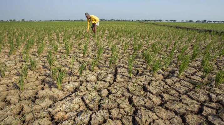 13 Ribu Hektare Lahan Tanaman Padi di Indramayu Terancam Kekeringan