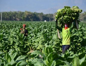 Kebijakan Rokok Tanpa Merek Bisa Timbulkan Masalah Pengawasan Produk Ilegal