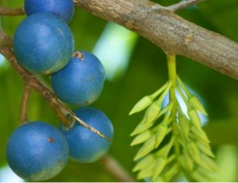 Peneliti UGM Ungkap Gagal Ginjal Anak Bisa Dicegah dengan Ekstrak Buah Jenitri