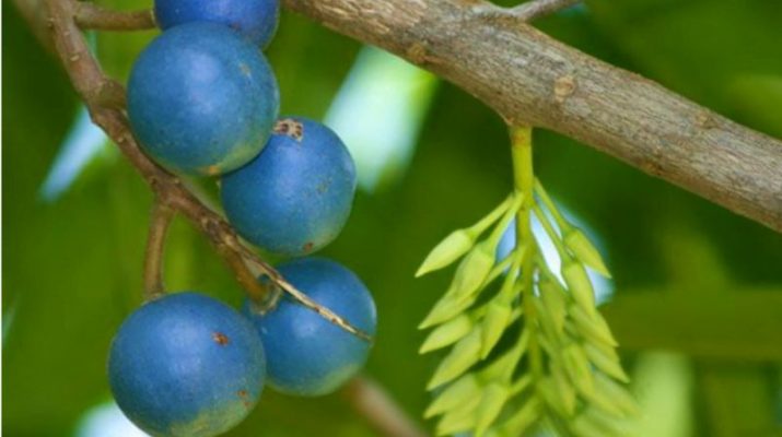 Peneliti UGM Ungkap Gagal Ginjal Anak Bisa Dicegah dengan Ekstrak Buah Jenitri