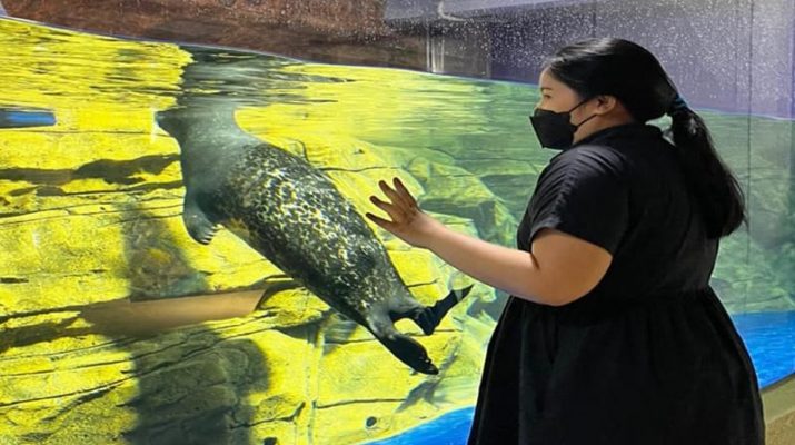 Jakarta Aquarium & Safari Hadirkan Satwa Baru, Anjing Laut