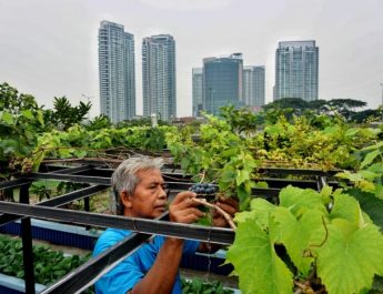 Ajak Anak Lakukan Urban Farming Yuk