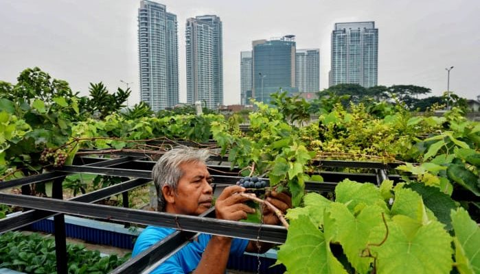 Ajak Anak Lakukan Urban Farming Yuk