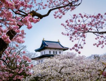 Sebelum Berganti Musim, Ini Tiga Lokasi untuk Melihat Bunga Sakura