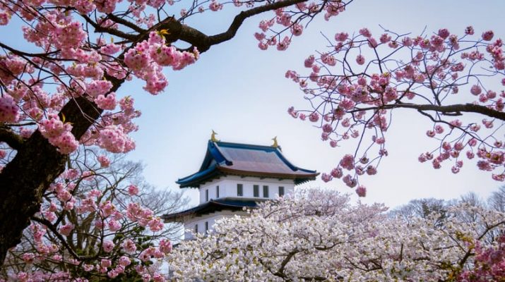 Sebelum Berganti Musim, Ini Tiga Lokasi untuk Melihat Bunga Sakura