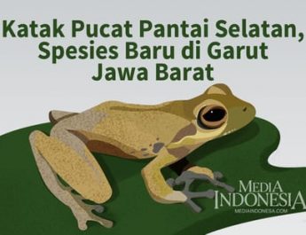 Katak Pucat Pantai Selatan, Spesies Baru di Garut Jawa Barat