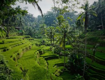 Bali Masuk 5 Besar Destinasi Terbaik Dunia TripAdvisor