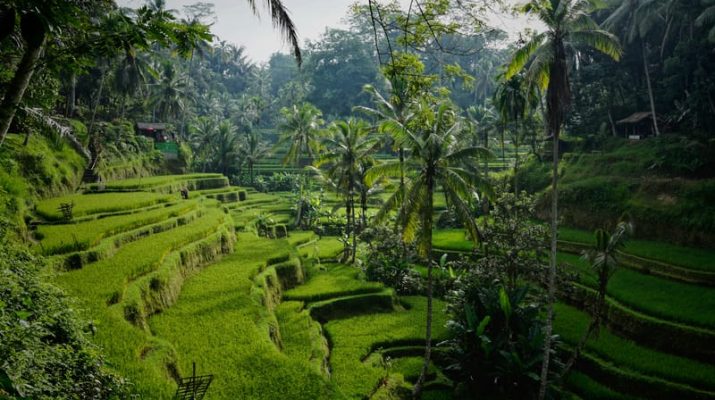 Bali Masuk 5 Besar Destinasi Terbaik Dunia TripAdvisor