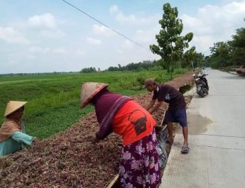 Harga Bawang Merah Anjlok Petani Jawa Tengah Menangis