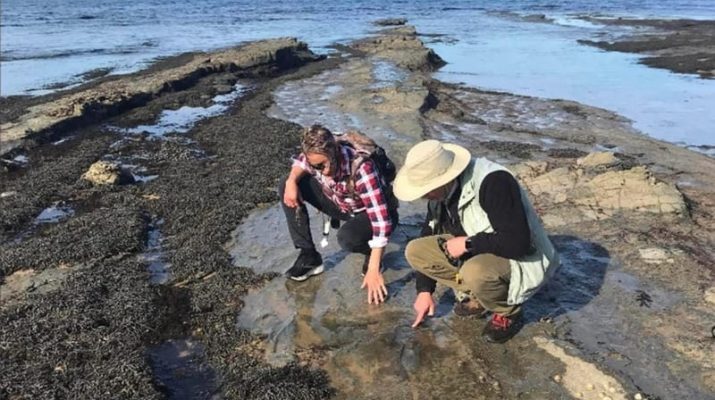 18 Jejak Dinosaurus di Australia, Bukti Kehidupan di Dekat Kutub Selatan