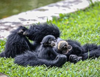 Senin Besok Ragunan Tetap Buka, meski Biasanya Libur