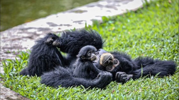 Senin Besok Ragunan Tetap Buka, meski Biasanya Libur