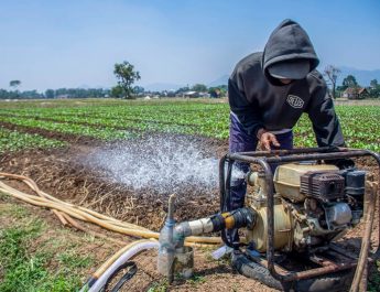 Tantangan Utama Sektor Pertanian Indonesia: Alih Fungsi Lahan hingga Kurangnya Regenerasi Petani