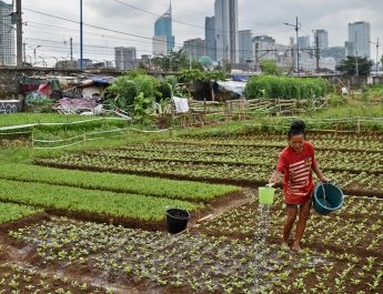 Melindungi Lahan Pertanian, Strategi Pemerintah Menghadapi Ancaman di Indonesia