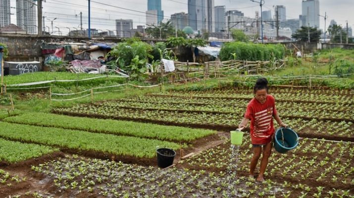 Melindungi Lahan Pertanian, Strategi Pemerintah Menghadapi Ancaman di Indonesia