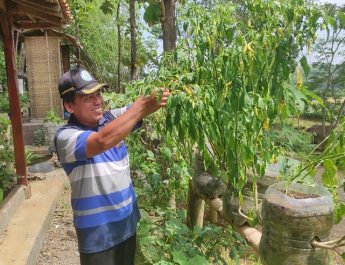 Pertanian Organik: Prinsip, Manfaat, dan Potensi Besar bagi Ketahanan Pangan Indonesia