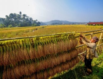 Cetak Sawah Jadi Solusi Penuhi Kebutuhan Pangan yang terus Bertumbuh