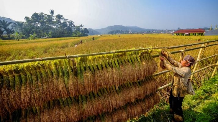 Cetak Sawah Jadi Solusi Penuhi Kebutuhan Pangan yang terus Bertumbuh