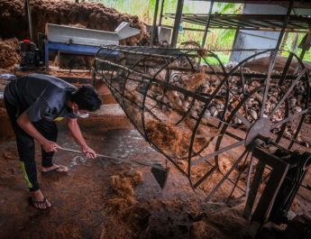 Bappenas Ungkap Tantangan Hilirisasi Kelapa di Indonesia Timur