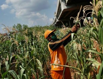 Pemkot Jakut Ajak Warga Kembangkan Urban Farming