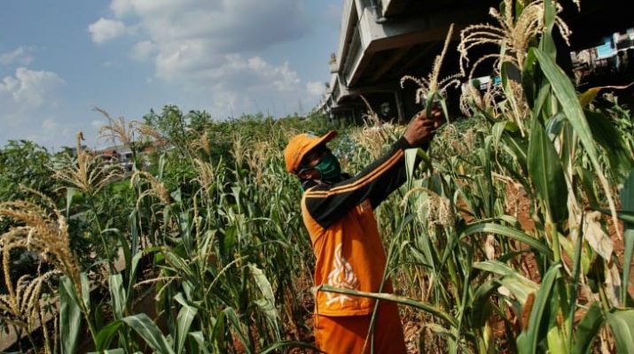 Pemkot Jakut Ajak Warga Kembangkan Urban Farming