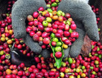 Mengenal Sejarah dan Makna Hari Kopi Internasional: Lebih dari Sekadar Minuman