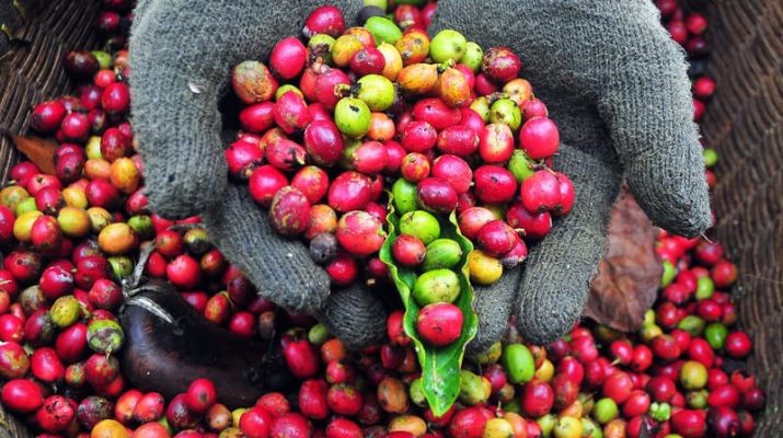 Mengenal Sejarah dan Makna Hari Kopi Internasional: Lebih dari Sekadar Minuman