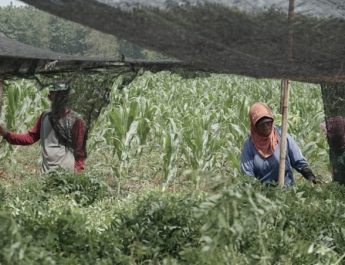 Bangun Ekosistem Biomassa, Tanaman Indigofera Jadi Primadona Baru Petani Tasikmalaya