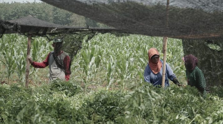 Bangun Ekosistem Biomassa, Tanaman Indigofera Jadi Primadona Baru Petani Tasikmalaya