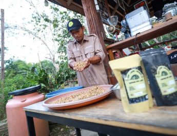 Pertamina Hulu Kalimantan Timur Kembangkan Eduwisata Kopi Luwak di Marangkayu