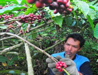 Hadapi Perubahan Iklim, Ini Cara yang Dilakukan Petani Kopi Sunda dan Aceh