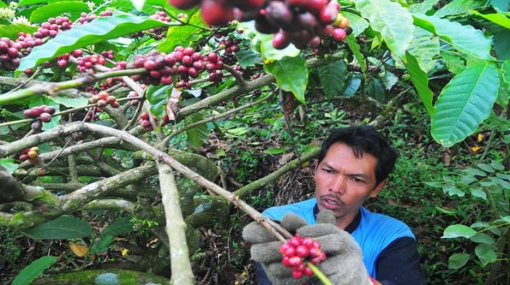 Hadapi Perubahan Iklim, Ini Cara yang Dilakukan Petani Kopi Sunda dan Aceh